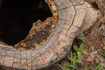 The surface of the wood that has been cut