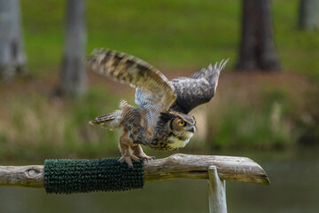 In the silence of a bird on a post, there is a profound peace that settles over the world, Callaway Gardens, Pine Mountain, Georgia, United States of America
