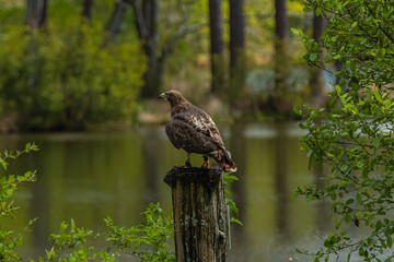 Like a bird on a post, we all need moments of rest before soaring to new heights, Callaway Gardens, Pine Mountain, Georgia, United States of America