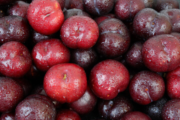 Many ripe plums fruits with water drops as background.