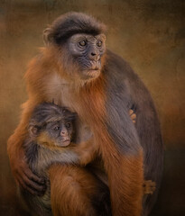 Red Colobus Monkey with Infant