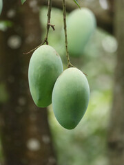 Two green mangoes are hanging on the tree 