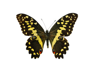 papilio demodocus isolated on white background