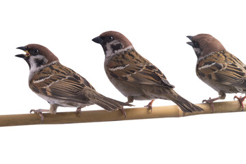 three sitting sparrows isolated on white background