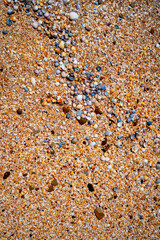 yellow sand and shells scattered on the sand various mollusks, shells, snails and shells