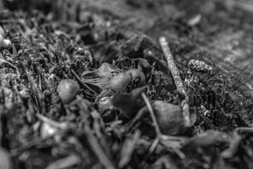 Macro  - Forest - Europe, Romania, Suceava region