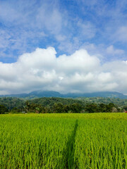 natural photos of beautiful views of green rice fields and blue skies