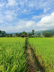 natural photos of beautiful views of green rice fields and blue skies