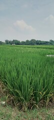 green rice field