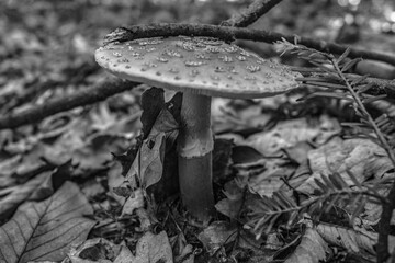 Macro  - Forest - Europe, Romania, Suceava region
