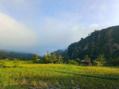 rice terraces in island with rural lanscape	