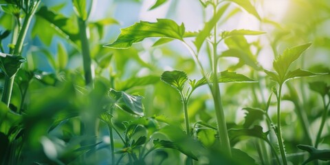 Obraz premium A detailed view of a plant with lush green leaves