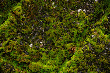 苔の生えた石垣