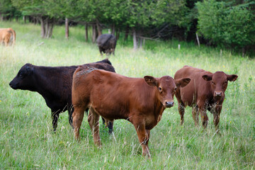Obraz premium Brown and black cows grazing peacefully in a field.
