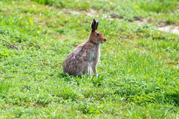 夏毛のエゾユキウサギ　北海道の野生動物