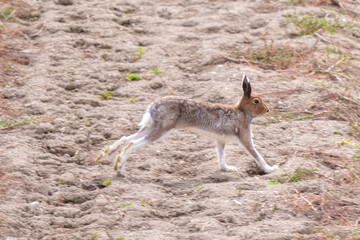 夏毛のエゾユキウサギ　北海道の野生動物