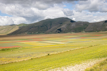 Italy, Umbria, Monti Sibillini, Castelluccio di Norcia, Lentil blossoming