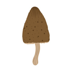 Mushroom isolated illustration. Autumn morel mushroom. Fall mushroom for sticker, logo, children book, print. Isolated vector element. White background.