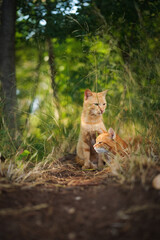 Two wild red cats in the grass