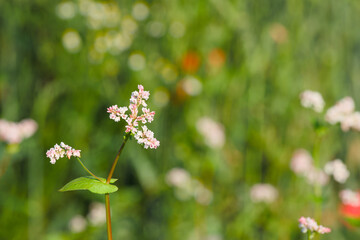 blossom of the buckwheat in the field