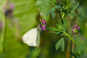 small white or cabbage butterfly is perching on the flower in the field