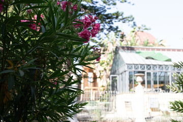 Pink flowers blooming in front of a greenhouse