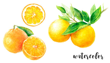 Watercolor Illustration of Oranges with Leaves, capturing the beauty of citrus fruits