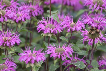 Monarda didyma. Scarlet beebalm, wild bergamot in garden.