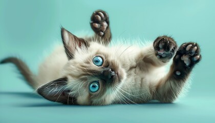 Cute Siamese kitten with blue eyes playing on a blue background.