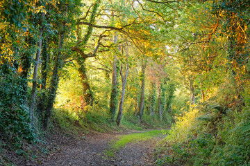 foret bretonne verdoyante