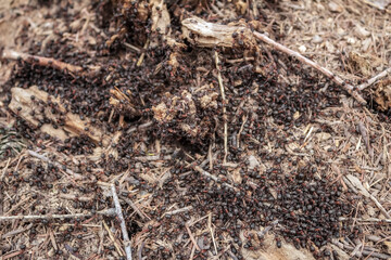 Landscapes - Macro  - Forest - Europe, Romania, Suceava region