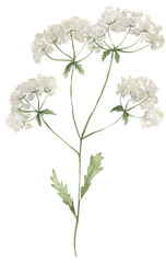 Watercolor meadow florals bouquet illustration, wildflowers clipart, queens Anns lace field flower branch