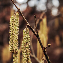 Naklejka premium Landscapes - Macro - Forest - Europe, Romania, Suceava region