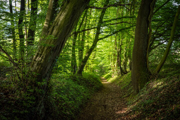 Obraz premium green forest in the sunshine