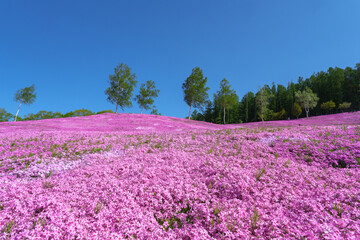 滝上公園の芝桜 北海道絶景の春の花畑　5月
