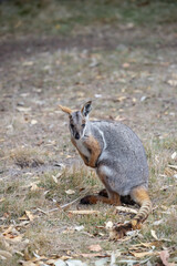 Australian kangaroo, yellow-footed rock wallaby. Cute animal in nature. Close-up