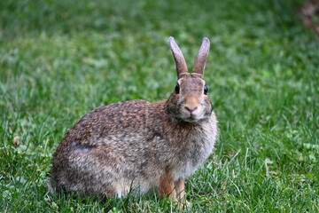gray hare in the bushes,