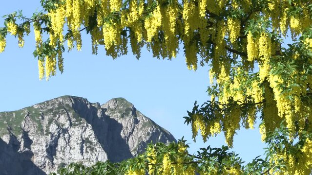  Laburnum anagyroides maggiociondolo 