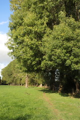 footpath in the park