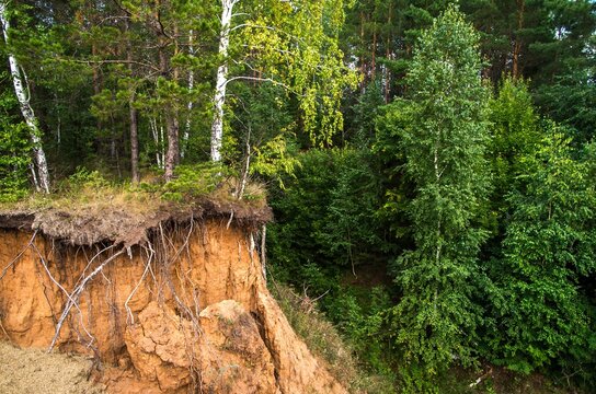 A hillside covered with trees and dirt that has experienced soil erosion and a landslide