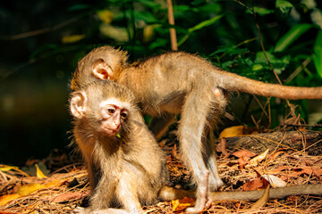 Two baby monkeys feeding on wild plants  in the wild at Haller Park in Bamburi, Mombasa, Kenya  