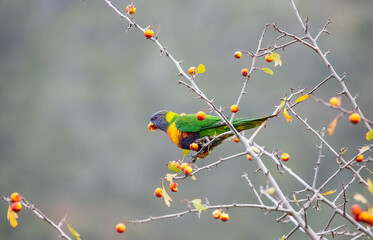 Green lorikeet parrots eat berries, Australian birds in nature