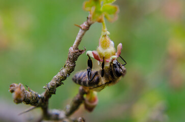 Bee on a flower