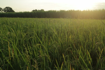 Morning view of rice field with sun flare on the corner