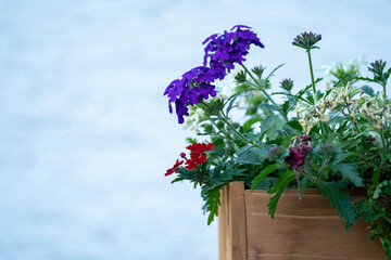 A wooden plant pot with Verbena Blue, Purple, red. Verbena Hybrida flowers coming out of it.
