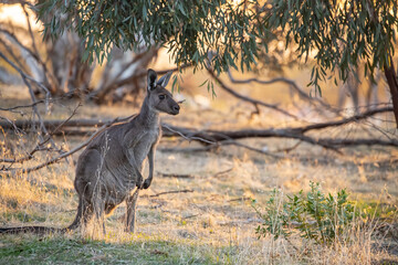 Cute wild young kangaroo grazing close-up, animal portrait, Australian wildlife