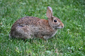 Fototapeta premium gray hare in the bushes,