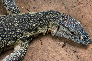 A lone Nile Monitor  lizard (Varanus niloticus) at Haller Park in Bamburi, Mombasa, Kenya  