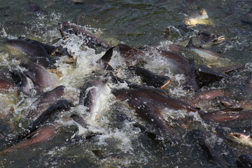 Many fish in the water. Freshwater fishing