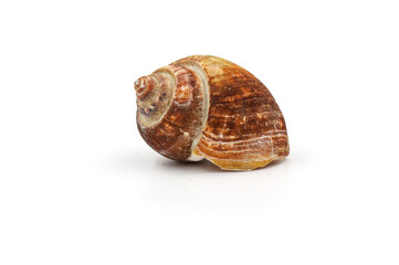 Roasted Sweet shellfish isolated on white background. Fresh seafood.